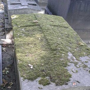 Grabplatte, vollständig mit einer Moosdecke belegt